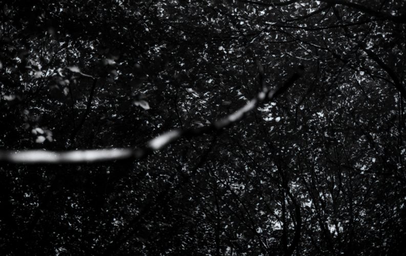 joubeen mireskandari - b&w photography - dark trees - into the woods - trees - classic photography