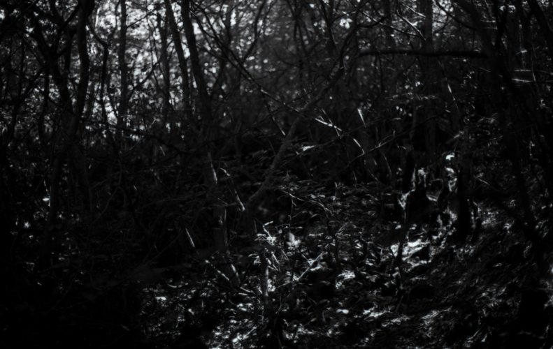 joubeen mireskandari - b&w photography - dark trees - into the woods - trees - classic photography