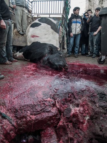 the sacrifice - bull killing - killing bull in iran - iranian ritual - ritual - love the blood - dastan gallery - dastan art gallery - joubeen mirekandari