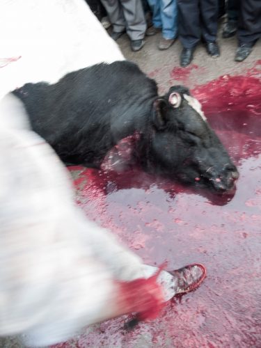 the sacrifice - bull killing - killing bull in iran - iranian ritual - ritual - love the blood - dastan gallery - dastan art gallery - joubeen mirekandari